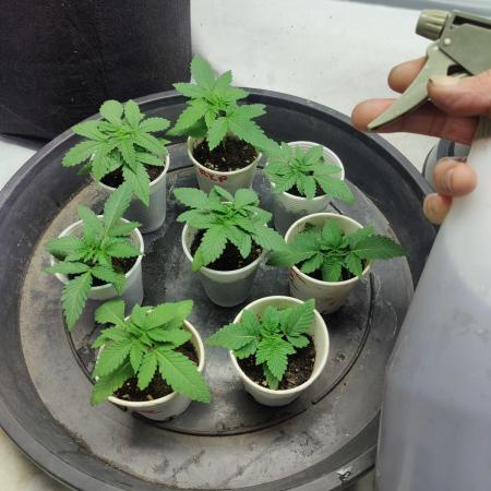 Multi strain Autopot/AC infinity wick