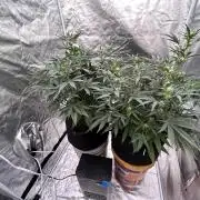 Afghani apricot
