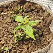 Fastbuds fastflower mix