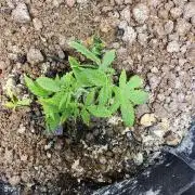 Rando bag seeds
