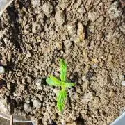 Fastbuds fastflower mix