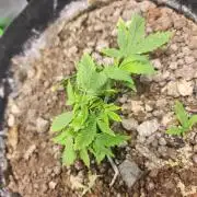 Rando bag seeds
