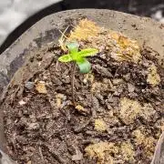 Fastbuds fastflower mix