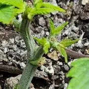 Rando bag seeds