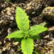 Wedding cheesecake autoflower