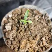 Fastbuds fastflower mix #2