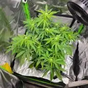 milkshake kush