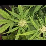 milkshake kush