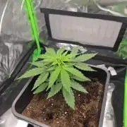 milkshake kush