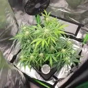 milkshake kush