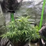 milkshake kush