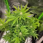 milkshake kush