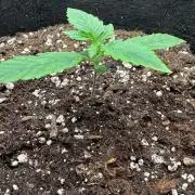 Orange Sherbet Auto - 2nd ever grow