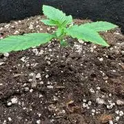 Orange Sherbet Auto - 2nd ever grow
