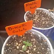 my first grow