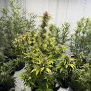 Grow room