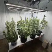 Grow room