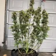 Grow room