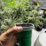 Toad Venom Clone