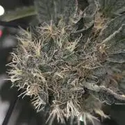#0001 Creme de la Chem Auto