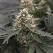 #0001 Creme de la Chem Auto