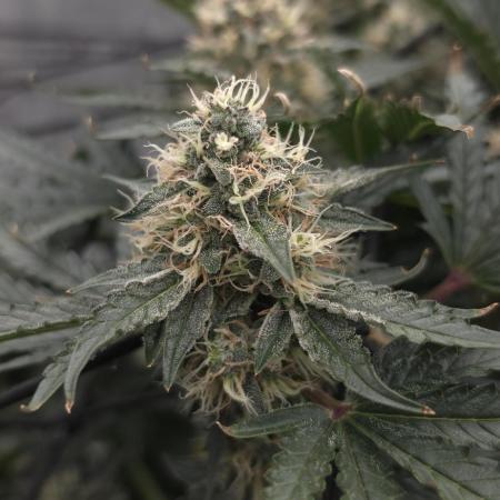 #0001 Creme de la Chem Auto