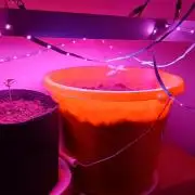 mini project