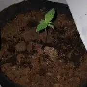 mini project