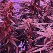 420 seed mix auto