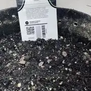 Banana Purple Punch Auto