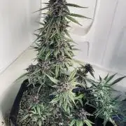 420 seed mix auto