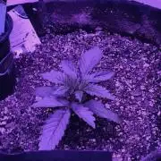 strawberry-gorilla-auto