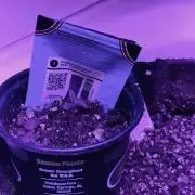 Purple Lemonade Auto