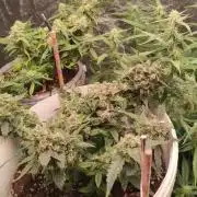 Muj prvni Grow stan  a 3x kytky
