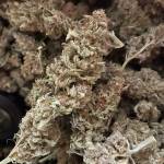 Blueberry Muffin Fem 2020