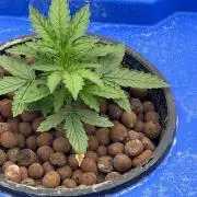 Gorilla Z Auto