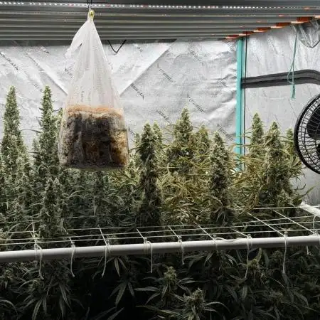 Herbies LSD Auto