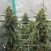 Gorilla Z Auto