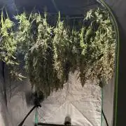 Herbies LSD Auto
