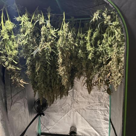 Herbies LSD Auto