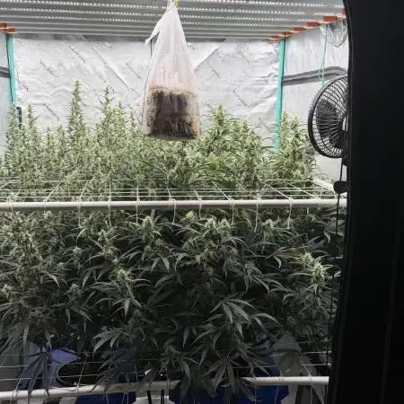 Herbies LSD Auto