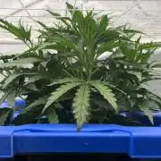 Gorilla Z Auto