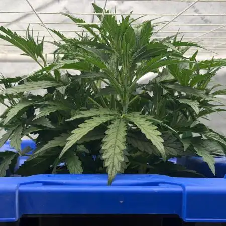 Gorilla Z Auto