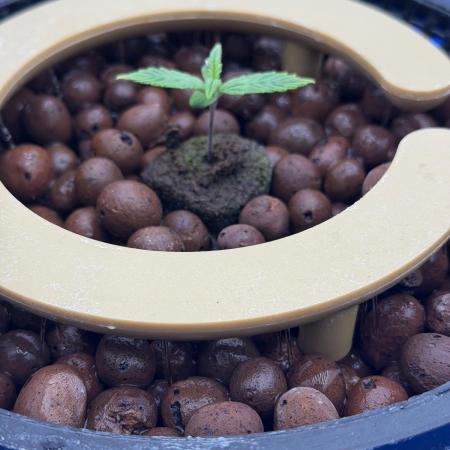 Gorilla Z Auto