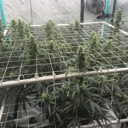 Gorilla Z Auto