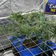 Gorilla Z Auto