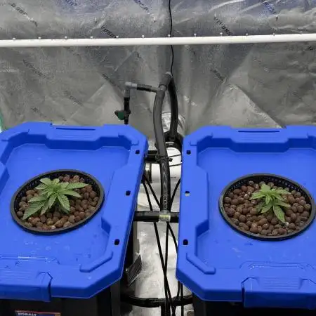 Herbies LSD Auto