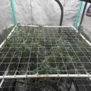 Gorilla Z Auto