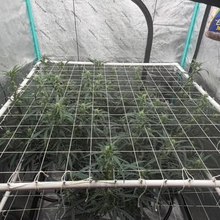 Gorilla Z Auto
