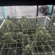 Gorilla Z Auto